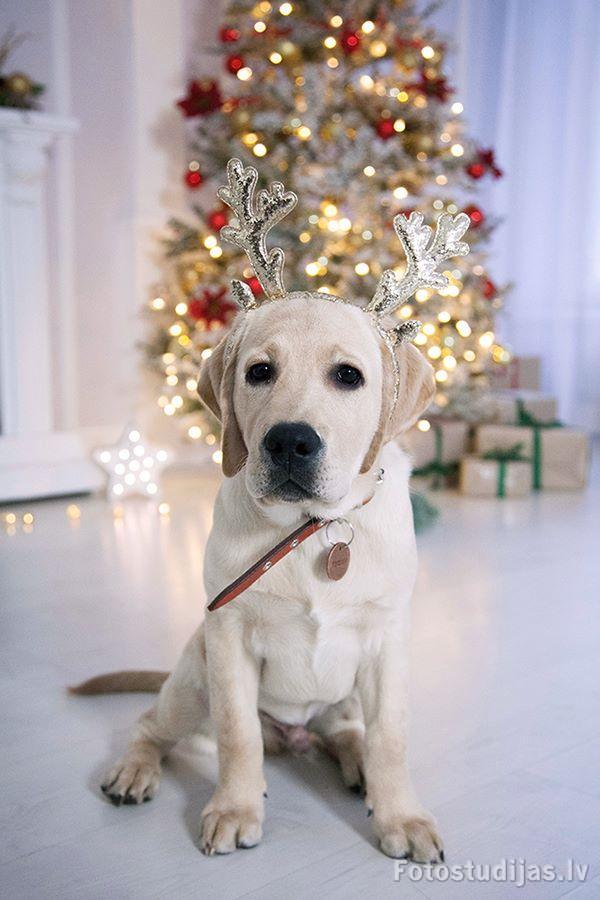 Animal photoshoot #3