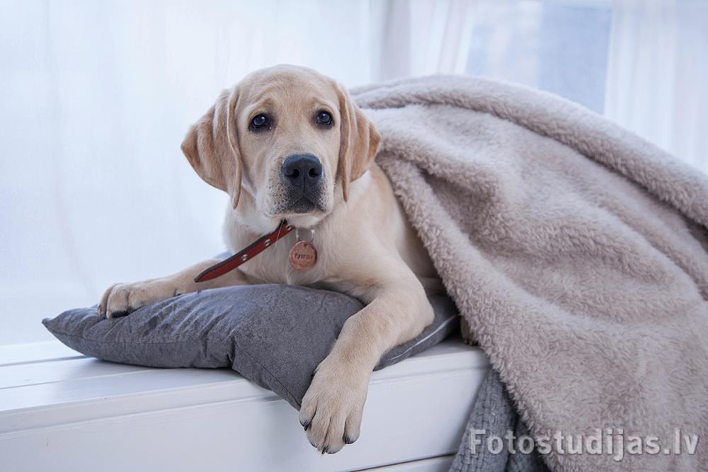 Animal photoshoot #12