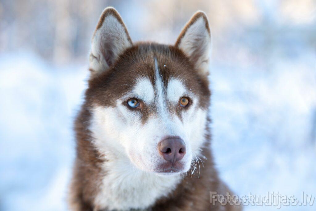 Animal photoshoot #11