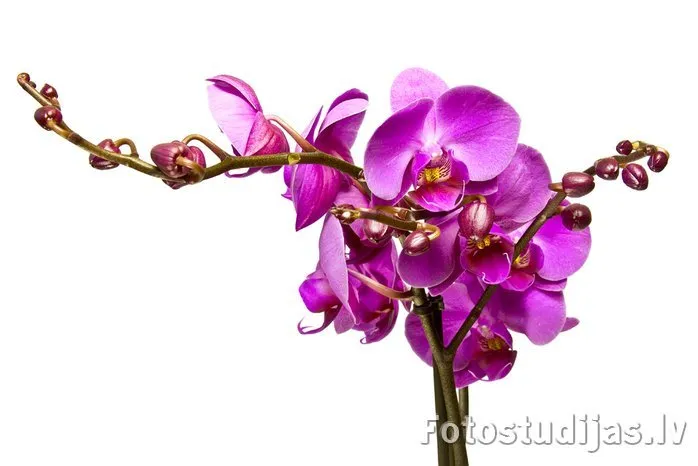 Object photography #11