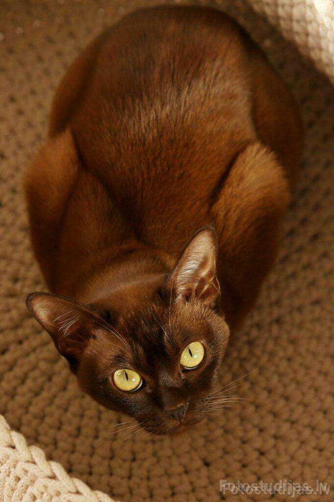 Animal photoshoot #10